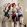 the puppini sisters